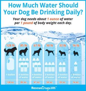 How to Make Your Dog Drink More Water