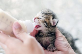 How Do You Feed a Newborn Kitten