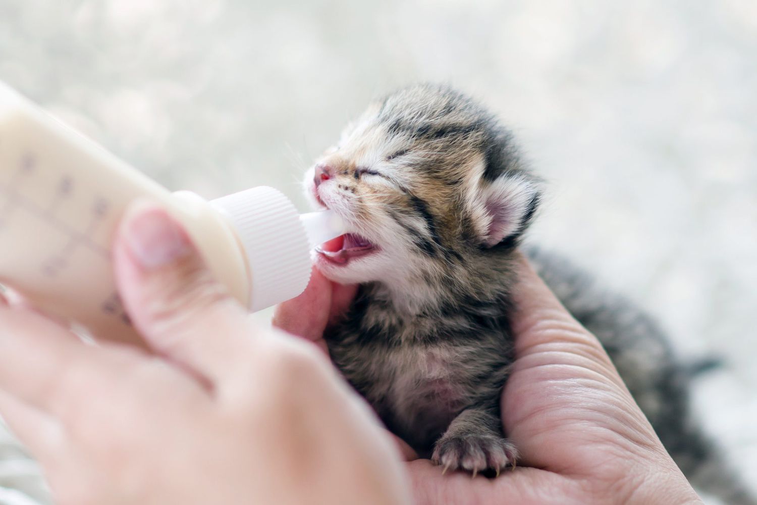 How Do You Feed a Newborn Kitten