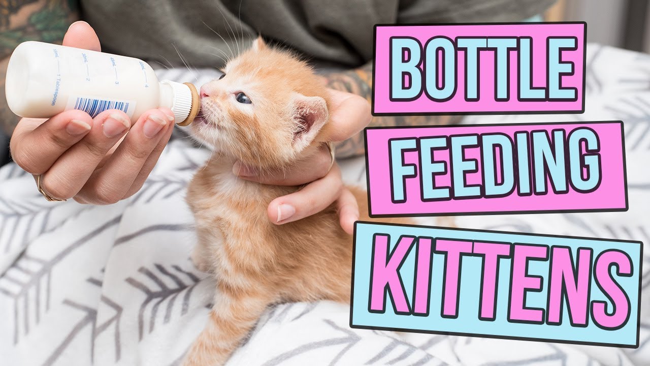 How Do You Feed a Newborn Kitten