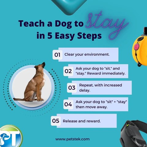 How Do You Teach Your Dog to Stay