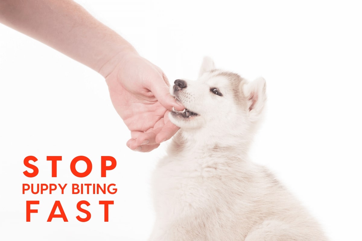 How Do You Teach a Puppy to Stop Biting