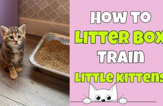 How Do You Train Kittens to Use the Litter Box: