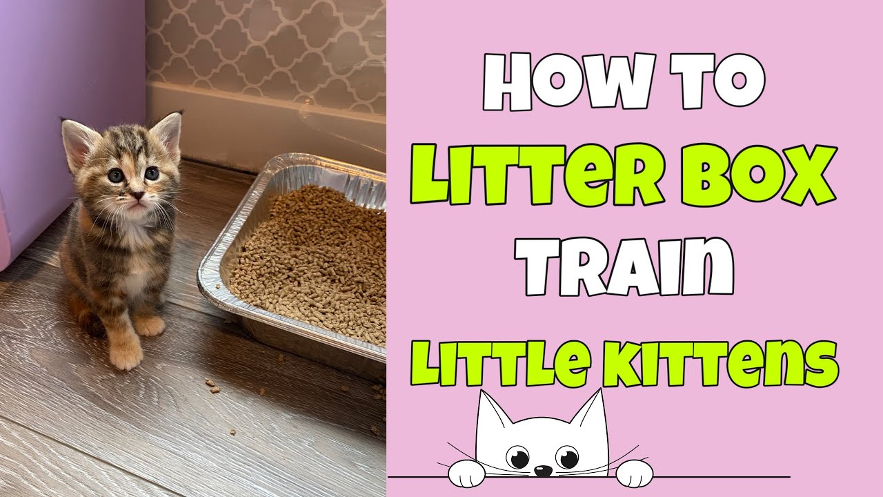 How Do You Train Kittens to Use the Litter Box: