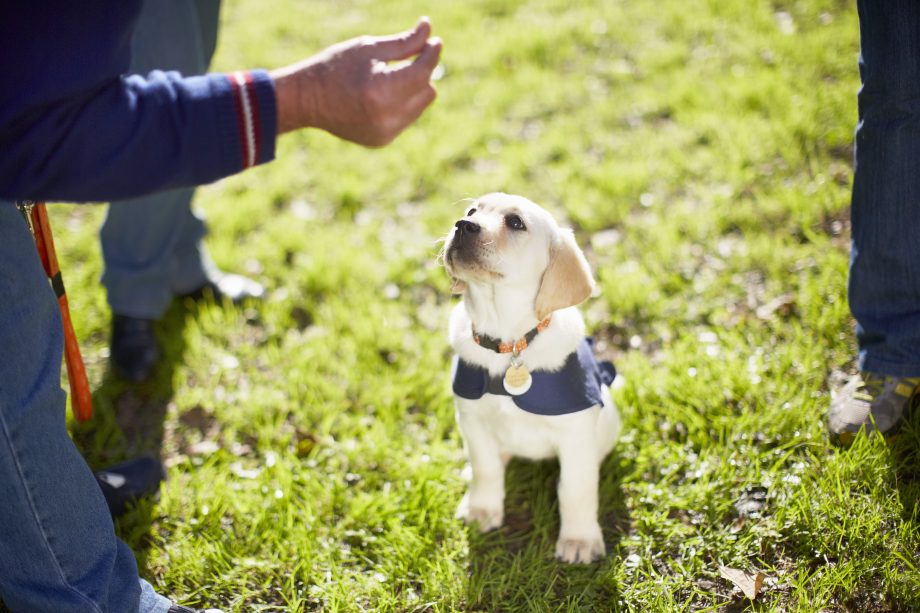 How Do You Train a Dog to Sit