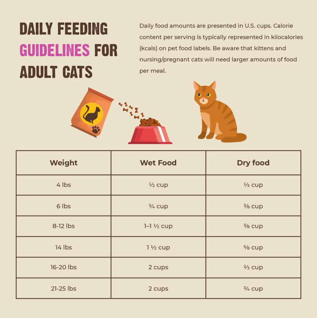 How Much Do I Feed My Cat