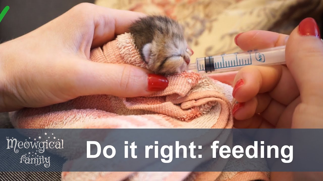 How to Feed a Newborn Cat