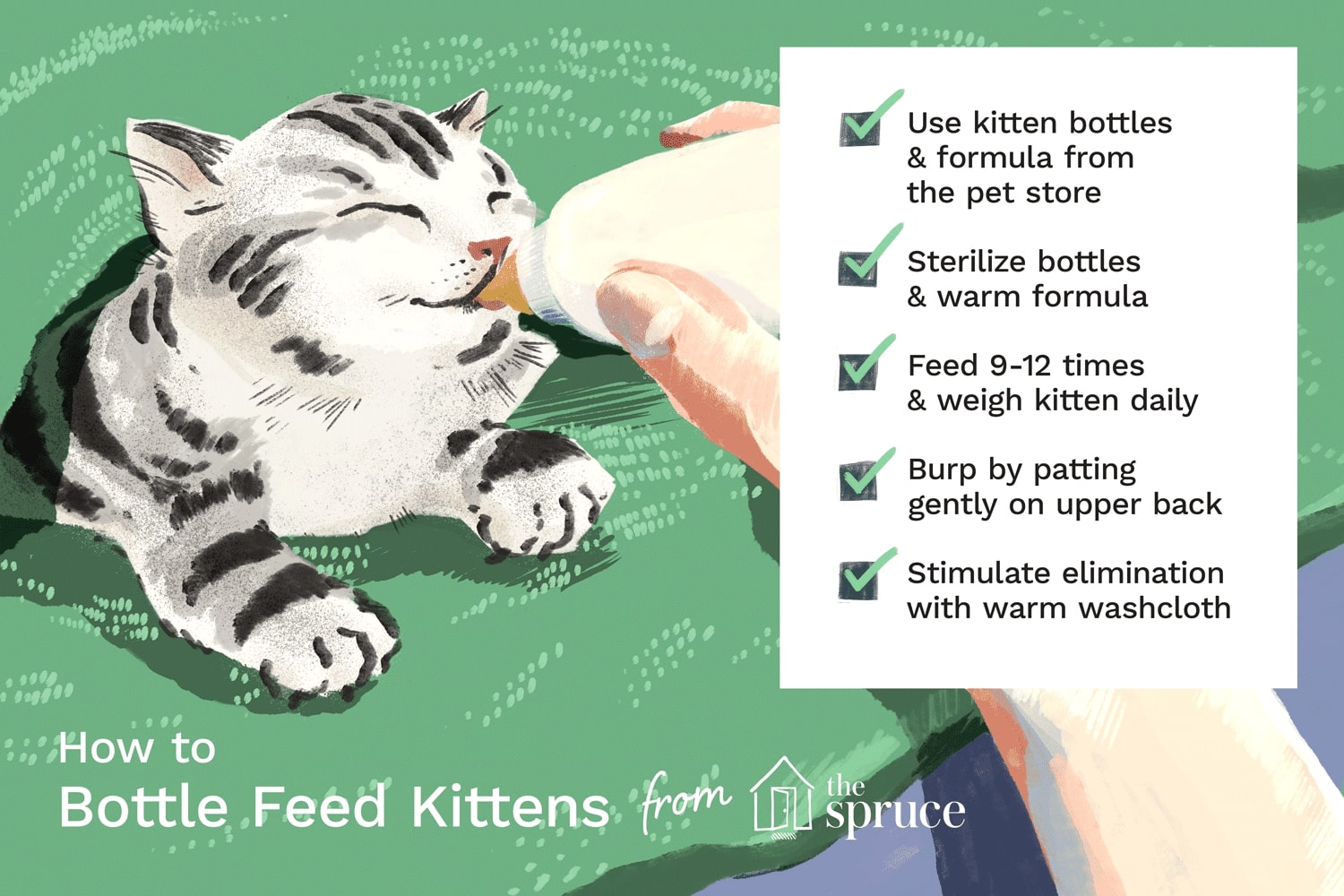 How to Feed a Newborn Cat