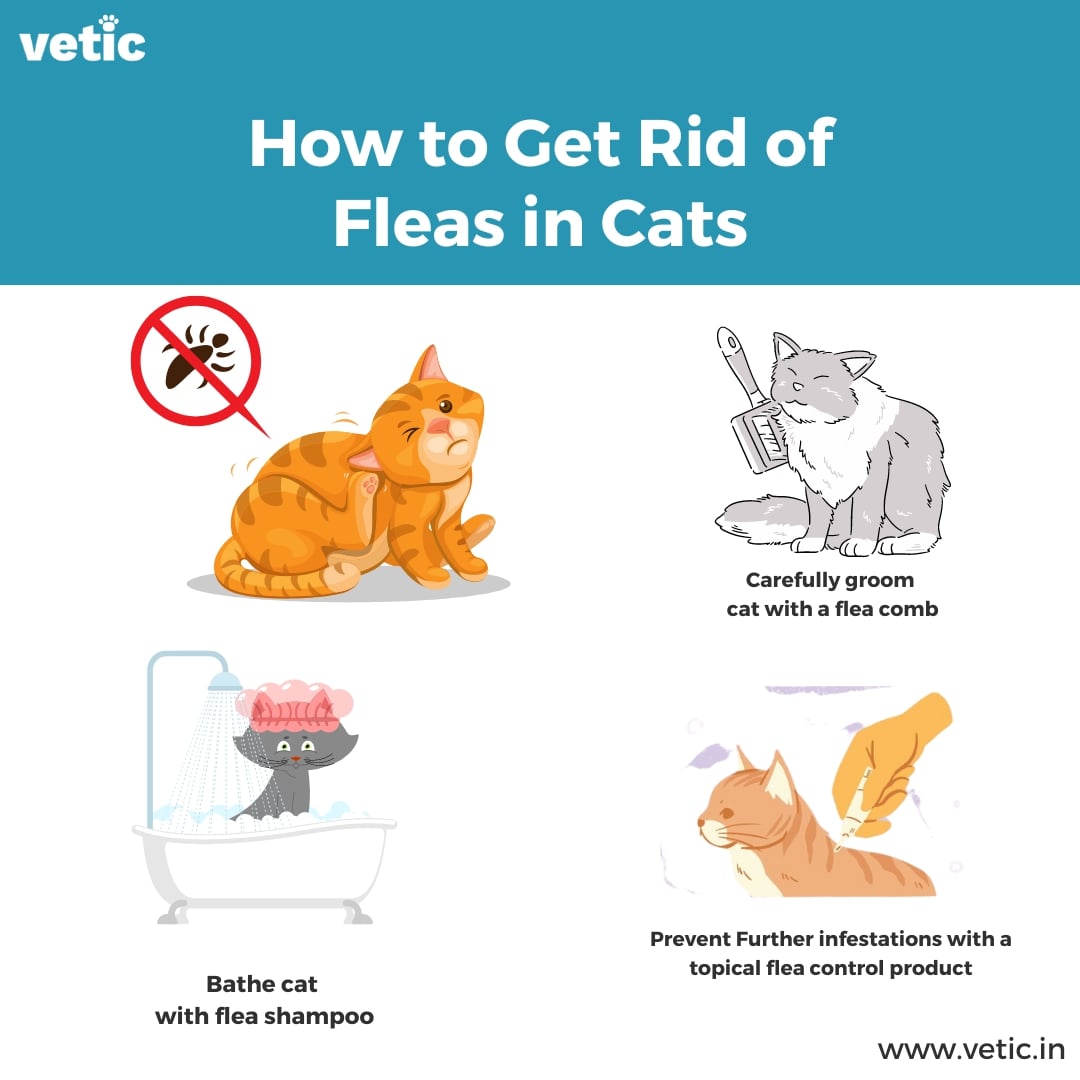 How to Get Rid of Fleas on Cats Without Bathing