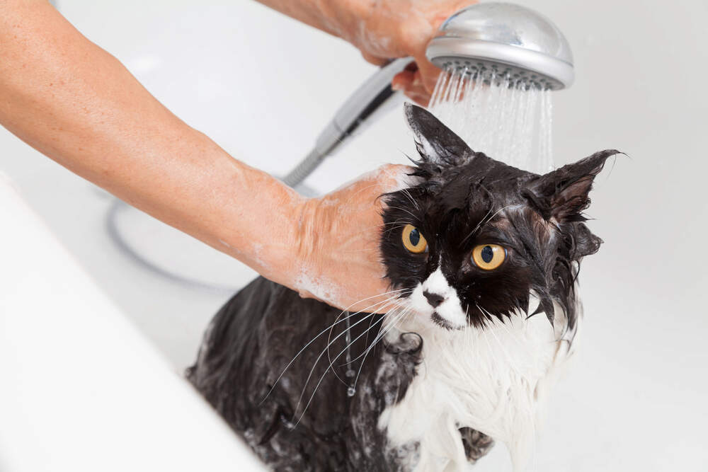 How to Get Rid of Fleas on Cats Without Bathing