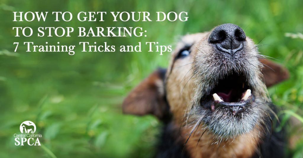 How to Get a Dog from Barking