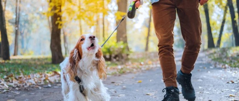 How to Get a Dog from Barking