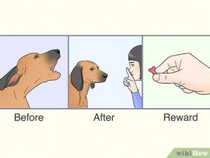 How to Get a Dog from Barking