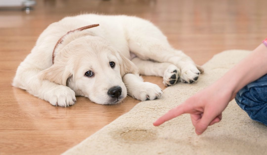 How to Puppy Train Your Puppy