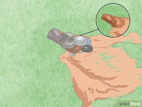 How to Stop Cats from Pooping in Your Yard