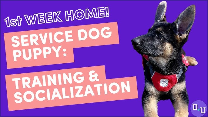 How to Train My Puppy to Be a Service Dog