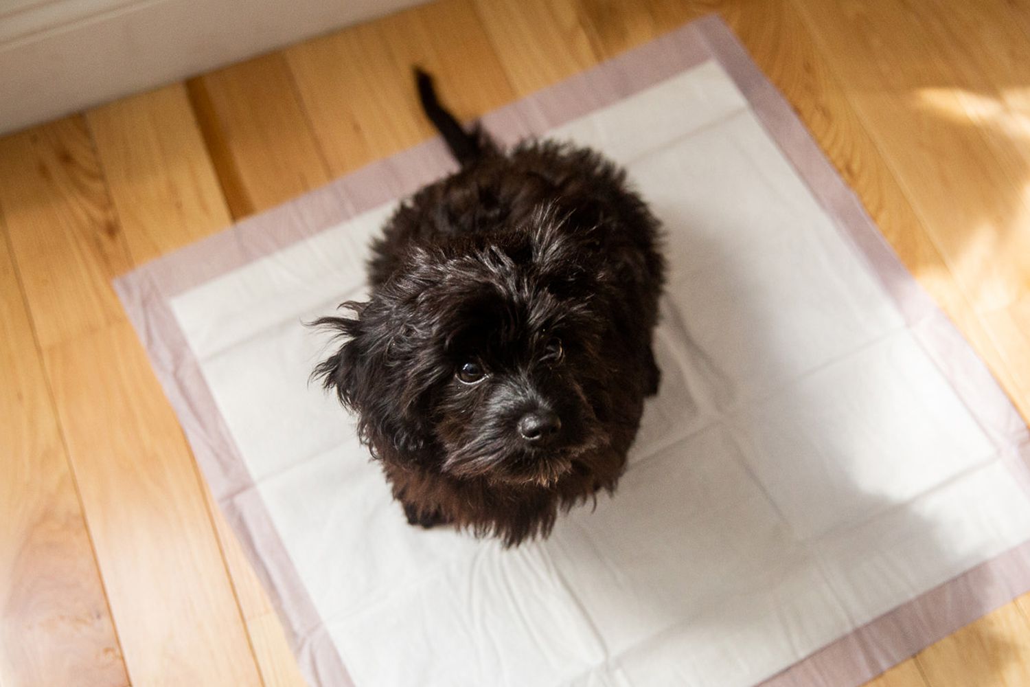 How to Train a Puppy to Use a Pee Pad