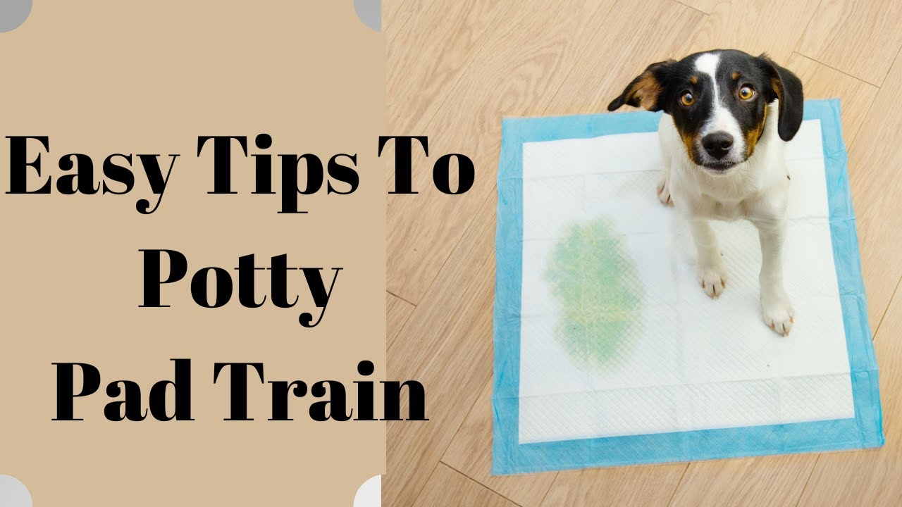 How to Train a Puppy to Use a Pee Pad