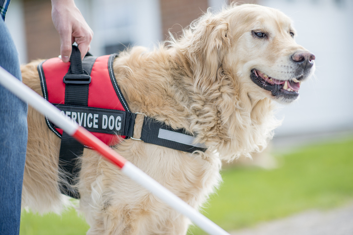 How to Train a Service Puppy