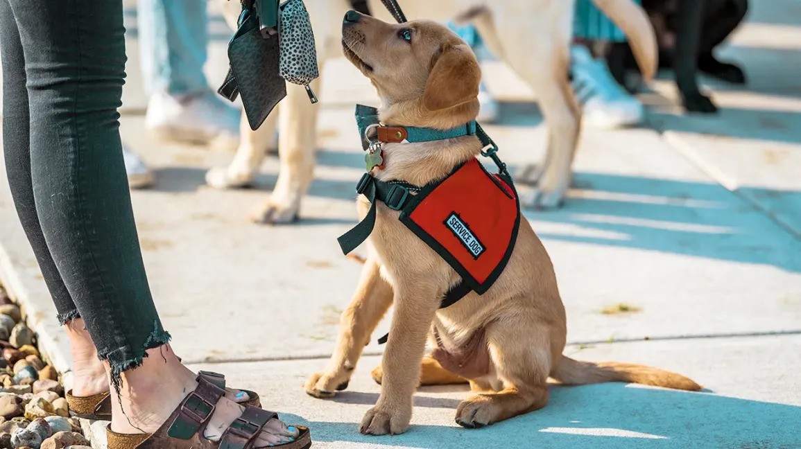 How to Train a Service Puppy