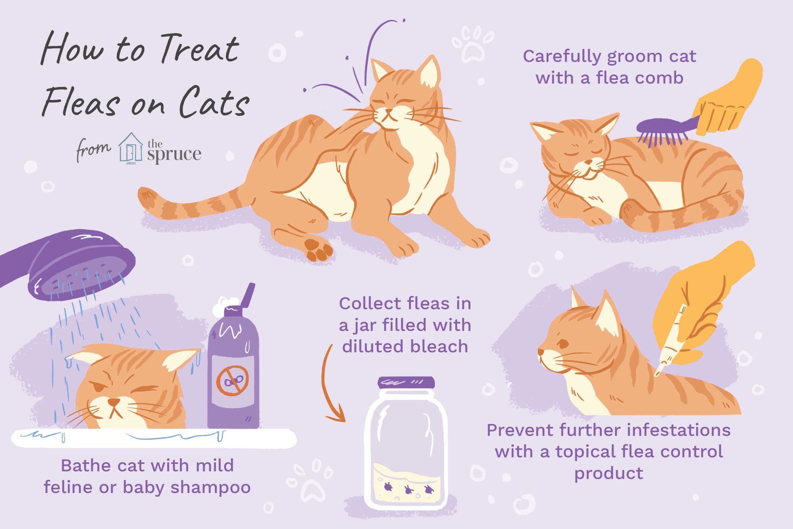 How to Treat Fleas Cats