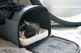 Best Pet Carrier for Cats