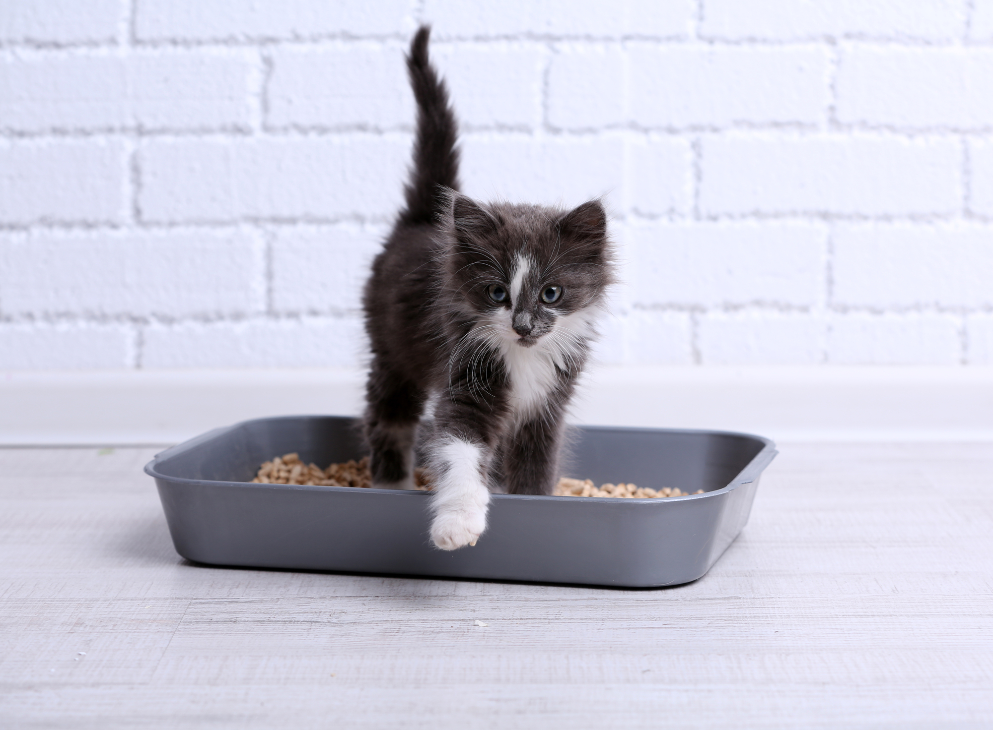 how-do-you-train-kittens-to-use-the-litter-box