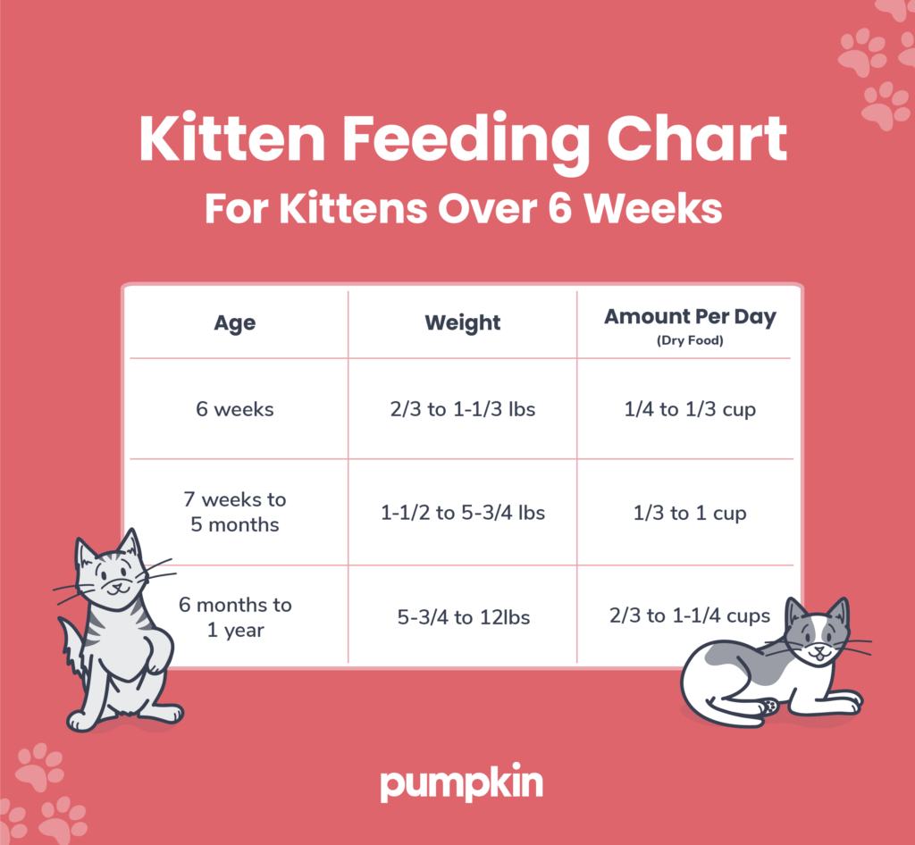 How Much Should a Kitten Eat