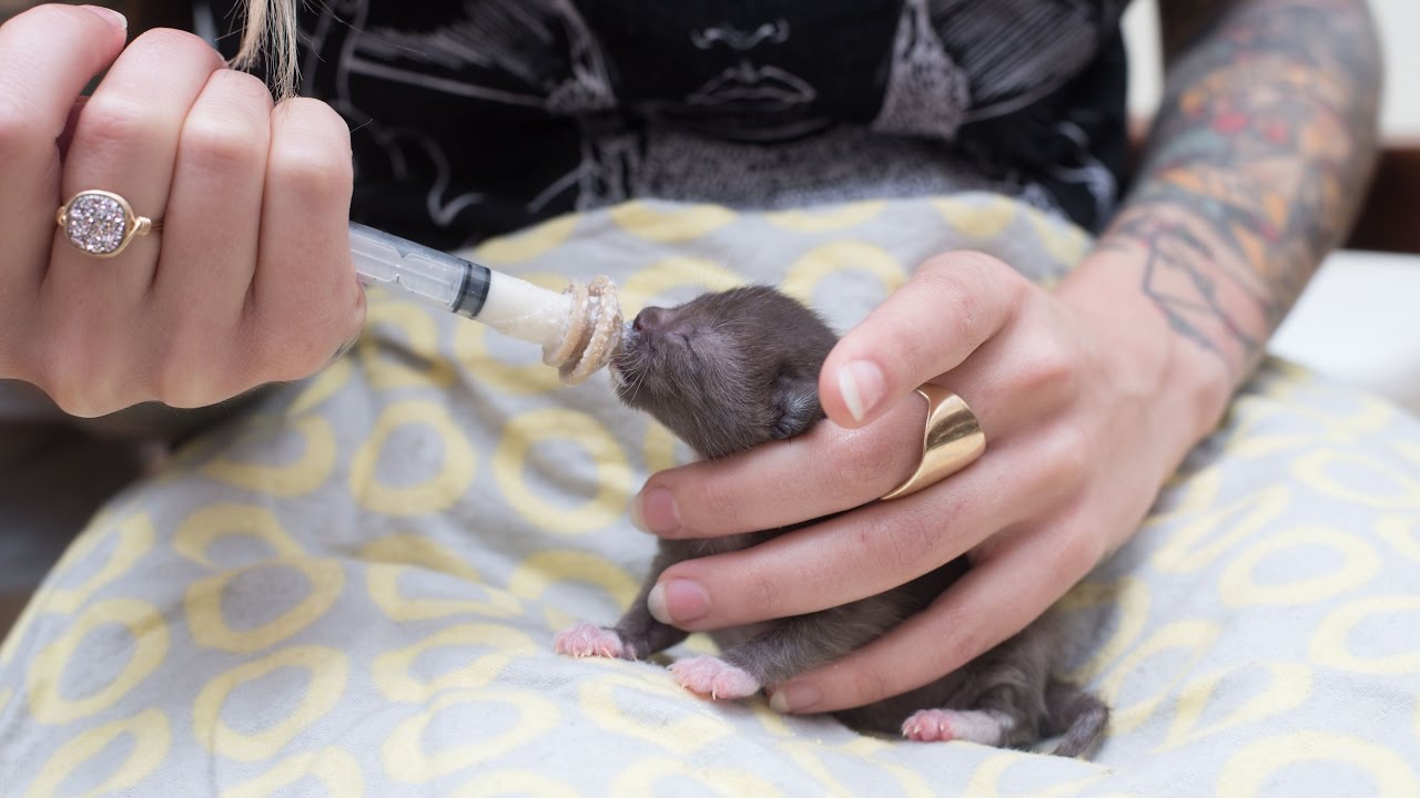 How to Feed a Newborn Kitten