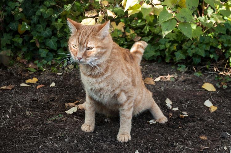 How to Stop a Cat Pooping in the Garden