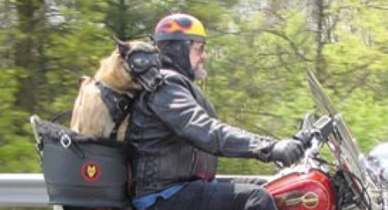 Motorcycle Dog Carrier Large