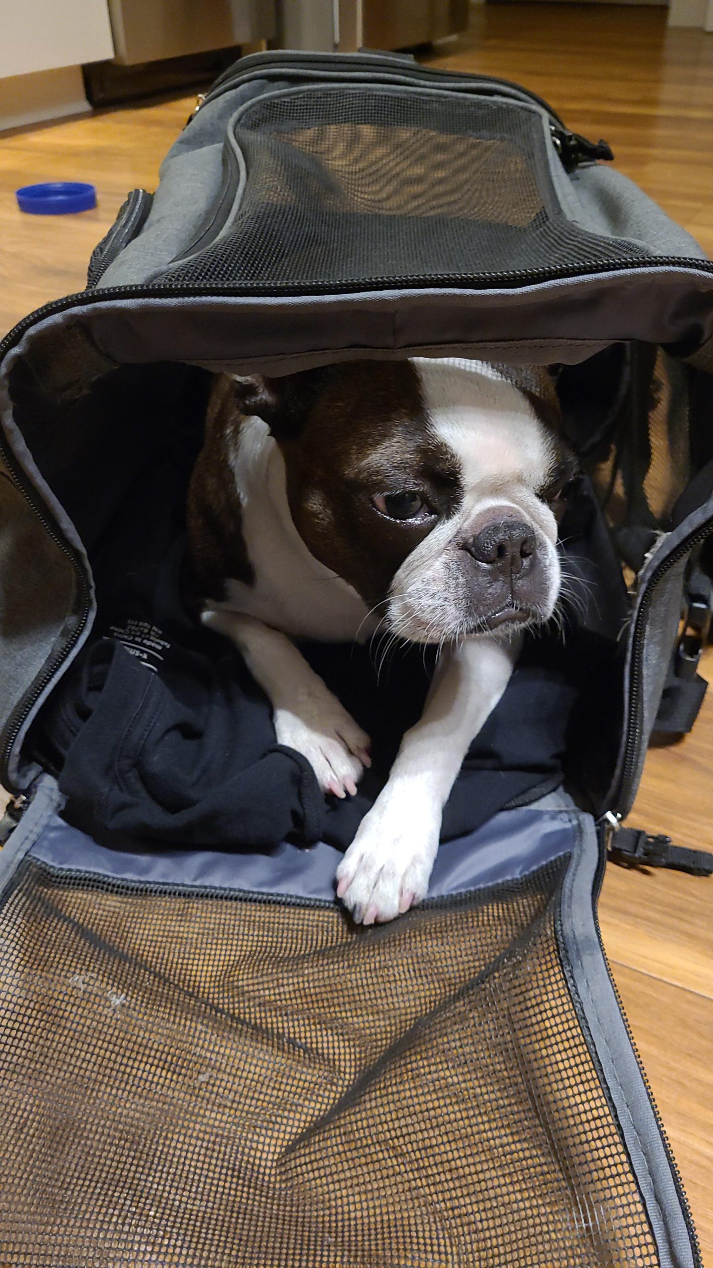 Pet Carrier for Flying