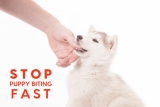 How Do You Teach a Puppy to Stop Biting: Quick Tips