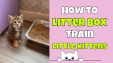 How Do You Train Kittens to Use the Litter Box: Pro Tips