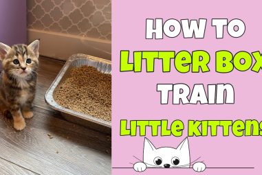 How Do You Train Kittens to Use the Litter Box: Pro Tips