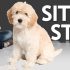 How Do You Teach a Puppy to Stop Biting: Quick Tips