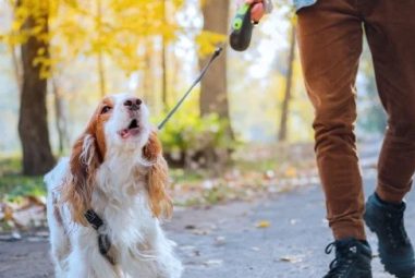 How to Get a Dog from Barking: Quiet Down Your Pup!