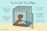 How to Puppy Train Your Puppy: Expert Tips for Success