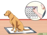 How to Train a Puppy to Use a Pee Pad: Quick & Easy Tips