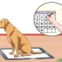 How Do I Train My Puppy to Stay: Easy Steps for Success