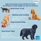 How Can I Get My Dog to Drink More Water: Hydration Hacks