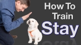 How Do You Teach Your Dog to Stay: Proven Tips & Tricks