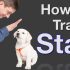 How Do I Train My Puppy to Stay: Easy Steps for Success