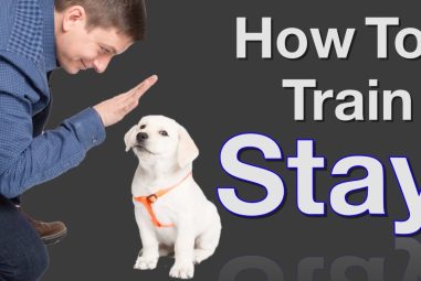 How Do You Teach Your Dog to Stay: Proven Tips & Tricks