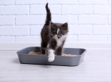 How Do You Train Kittens to Use the Litter Box: Pro Tips