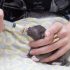 How to Feed a Newborn Cat: Essential Tips for Beginners