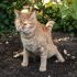 How to Keep Cats from Pooping in My Yard: Top Tips